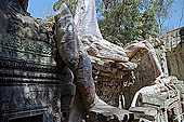 Ta Prohm temple - silk-cotton trees rising over the ruins 